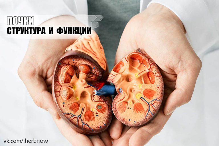 Подробнее о статье Предназначение почек в организме — симптомы проблем и камней